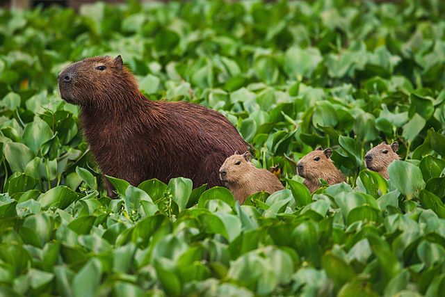 Capibara, chigüiro o carpincho (Hydrochoerus hydrochaeris)