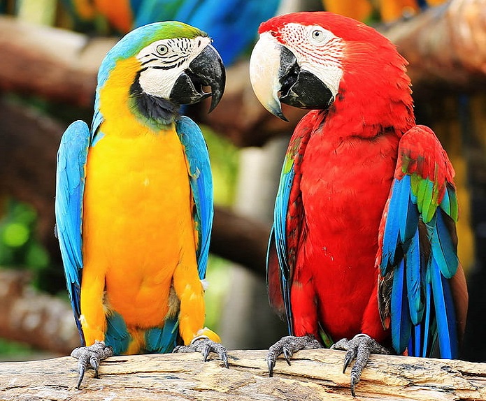 Guacamayo rojo y verde - Ara chloroptera / Guacamayo azul y amarillo - Ara ararauna