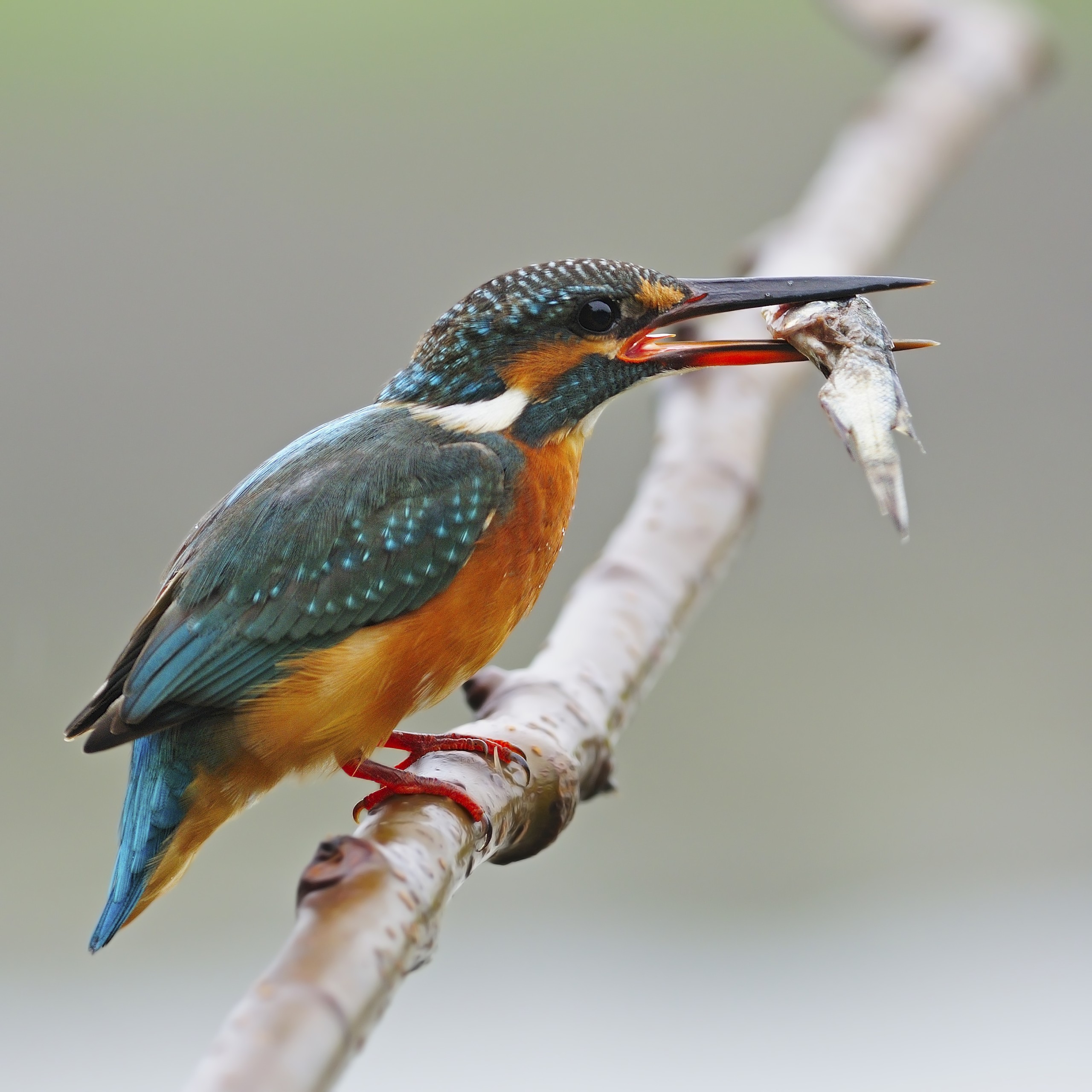 Martín pescador (Alcedo atthis)
