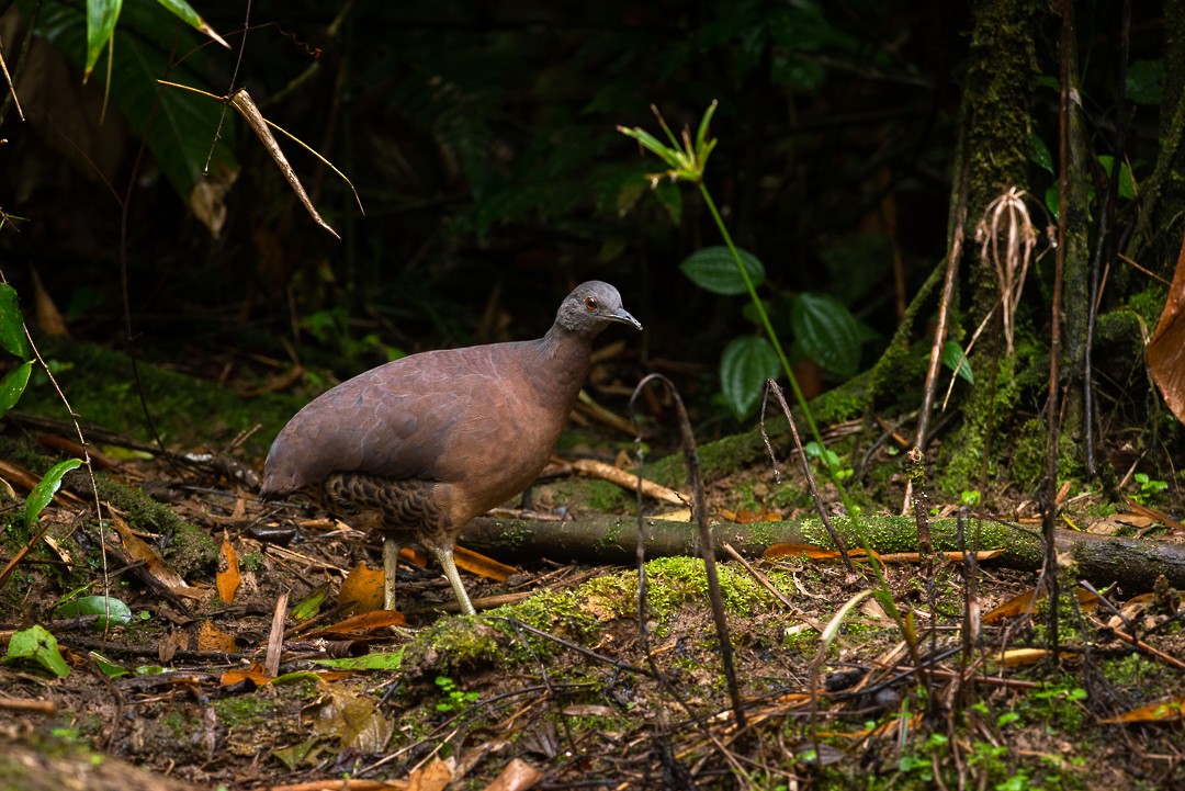 Perdiz (Crypturellus obsoletus)