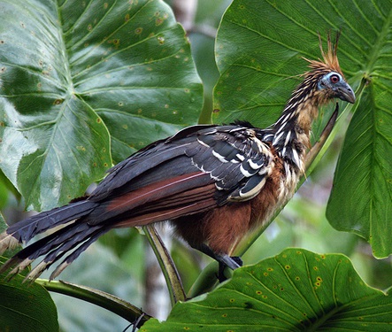 Shansho (Opisthocomus hoazin)