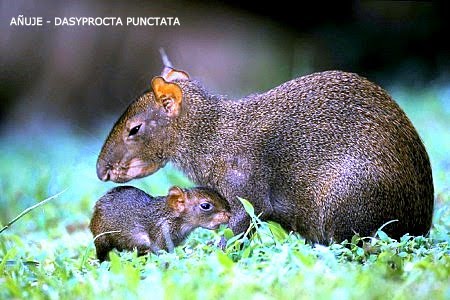 Añuje - Dasyprocta punctata