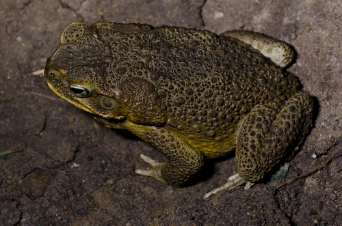 Sapo (Rhinella marina)