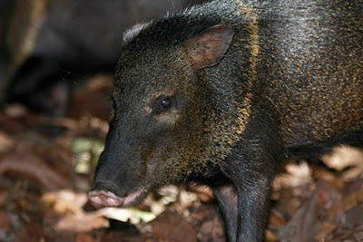 Huangana, chancho de monte(Tayassu pecari)