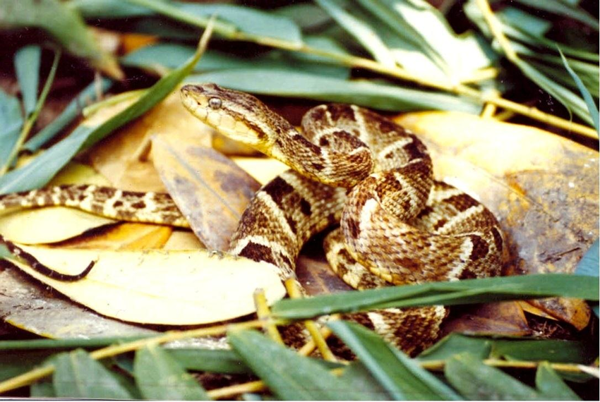 La serpiente peruana Bothrops atrox ( jergón )