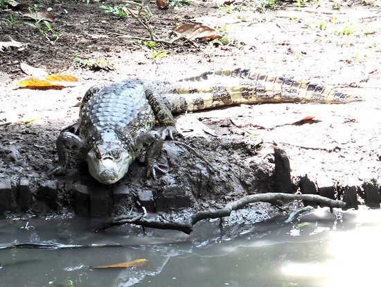 Lagarto