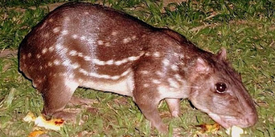 El majás o picuro - Cuniculus paca