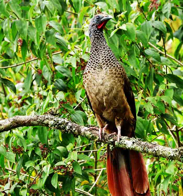 Manacaraco(Ortalis Guttata)
