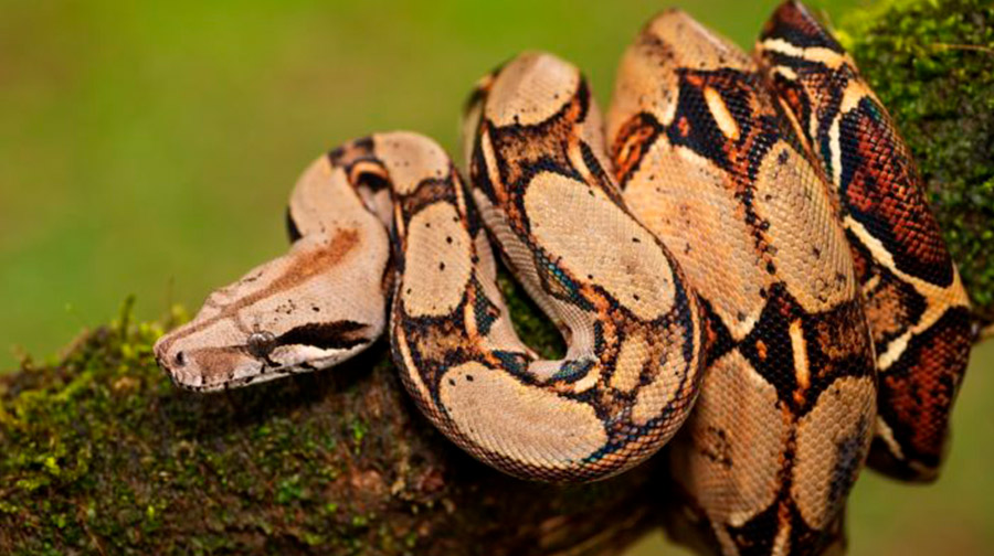 BOA MANTONA (BOA CONSTRICTOR)
