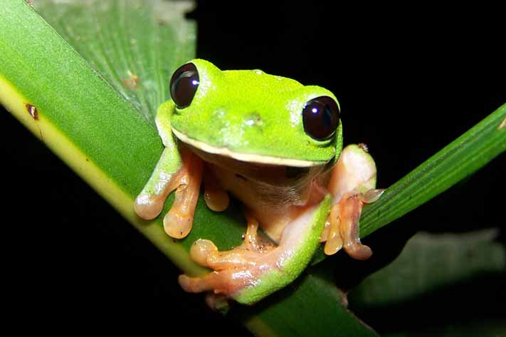 Rana Silvestre: Agalychnis moreletii