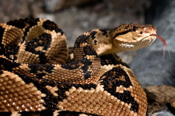 SHUSHUPE - Lachesis muta
