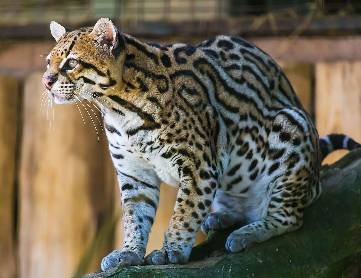 Tigrillo, ocelote, gato onza; chinchay en lengua quechua(Leopardus pardalis Familia: Felidae).